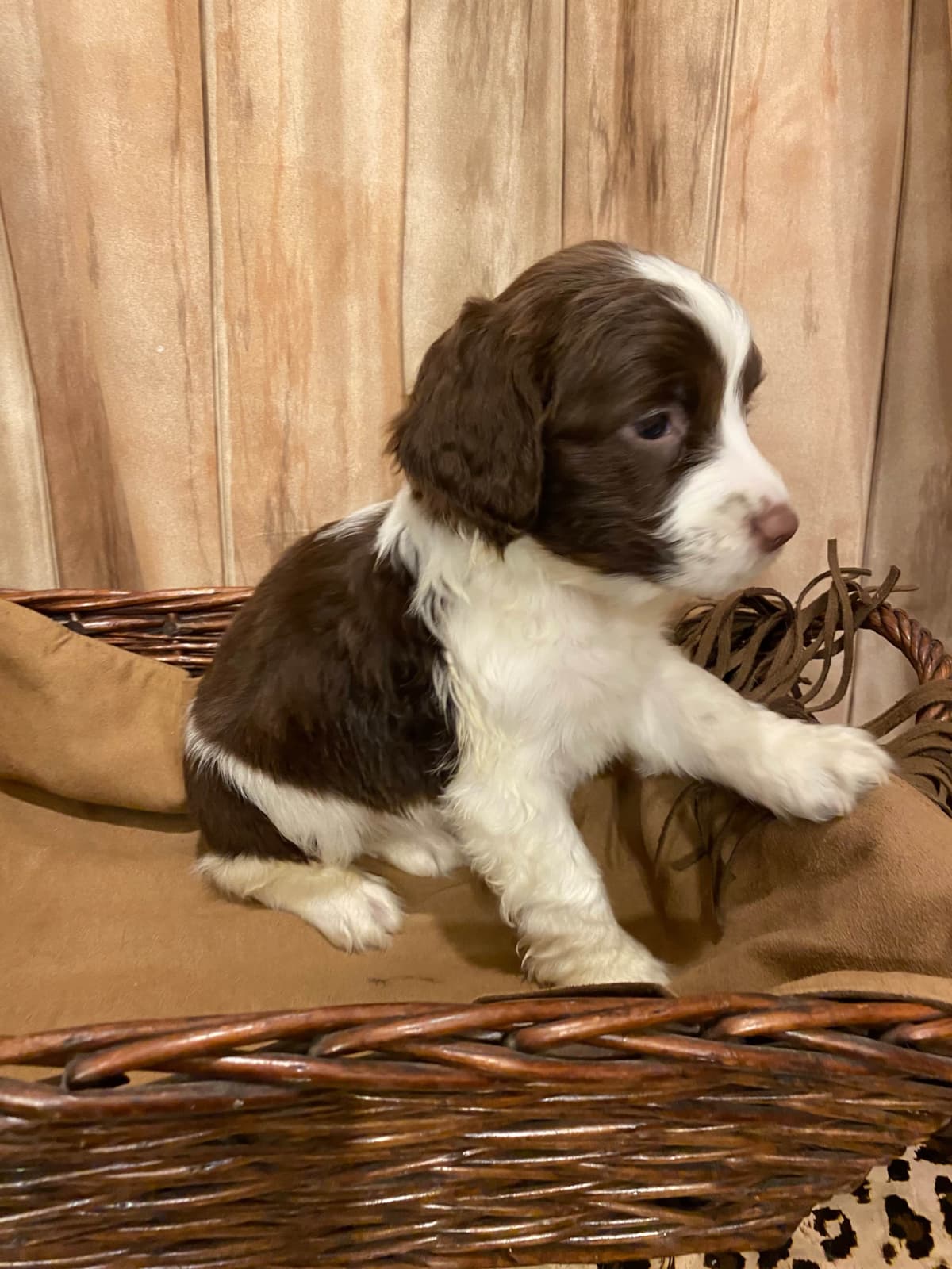 English Springer Spaniel Puppies breeder image 24