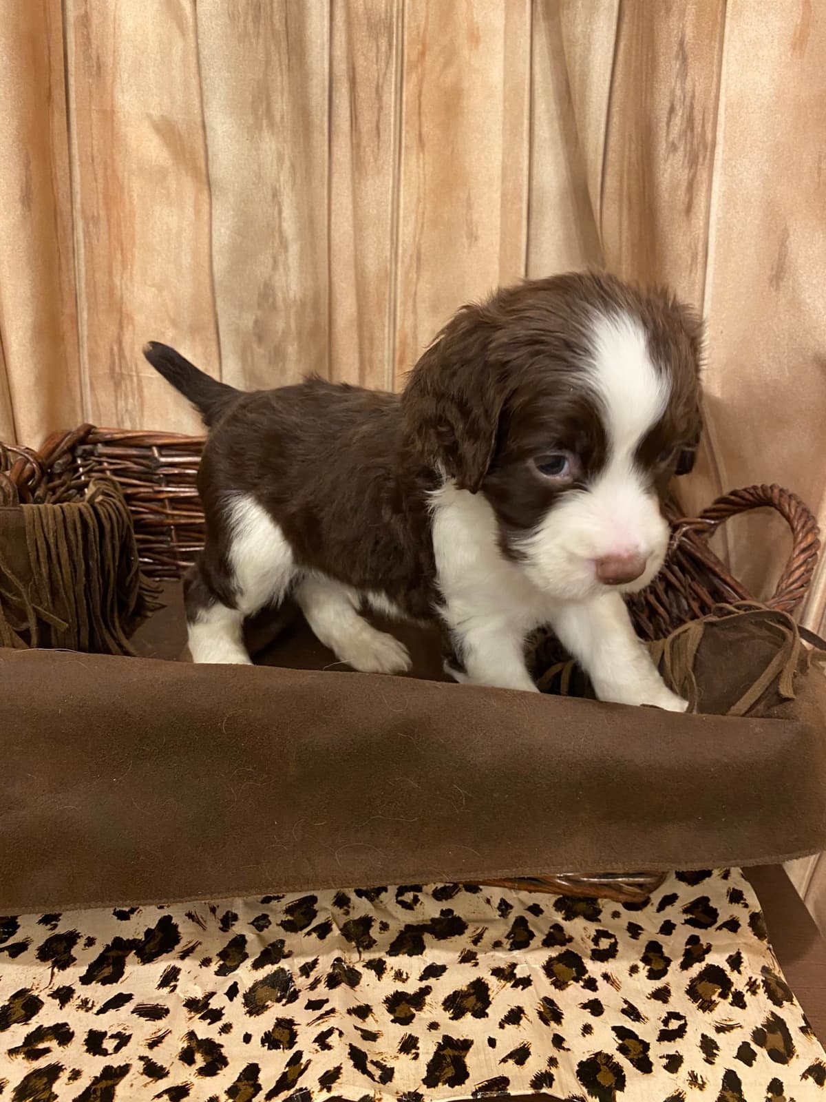 English Springer Spaniel Puppies breeder image 26