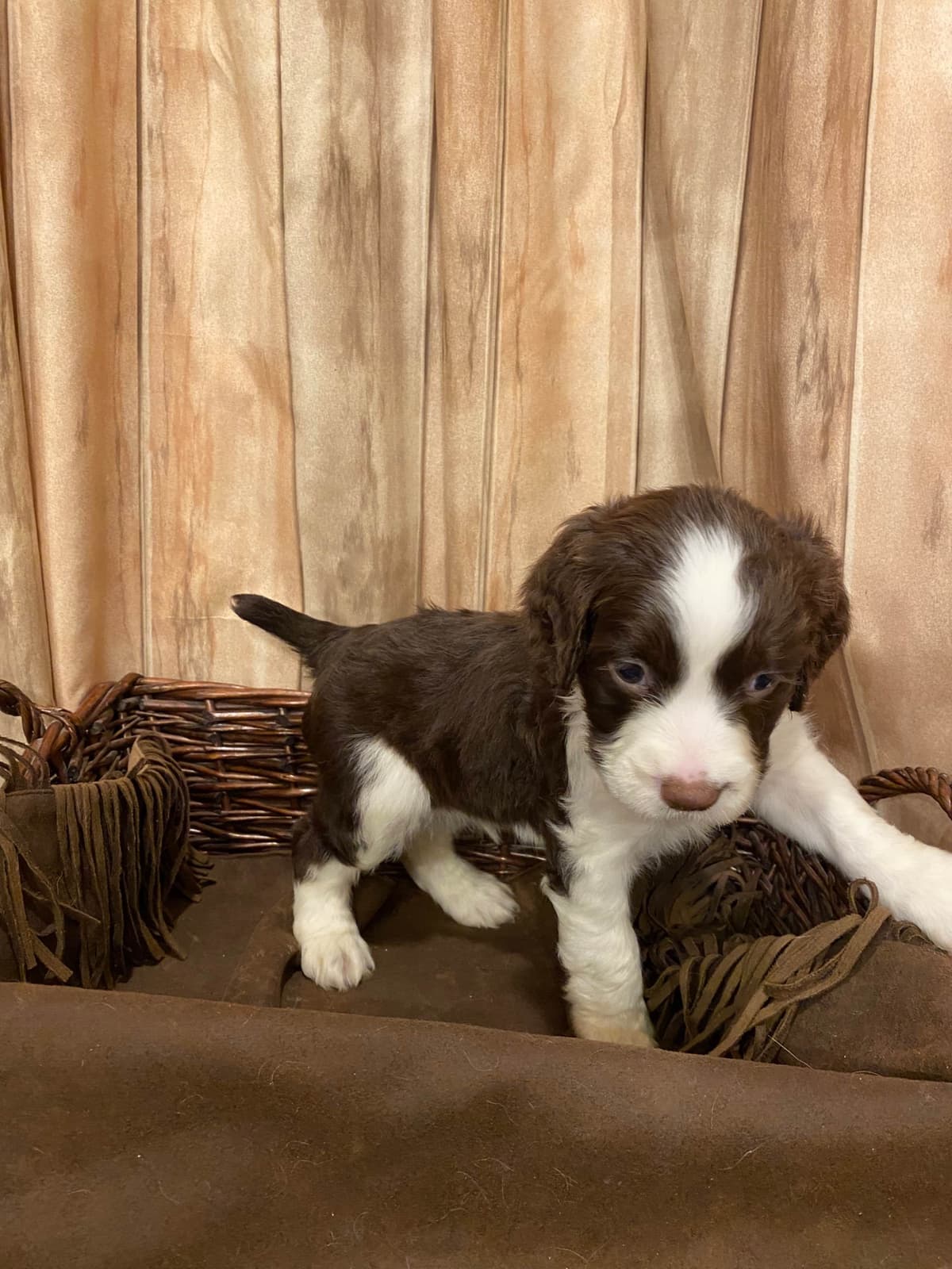 English Springer Spaniel Puppies breeder image 25