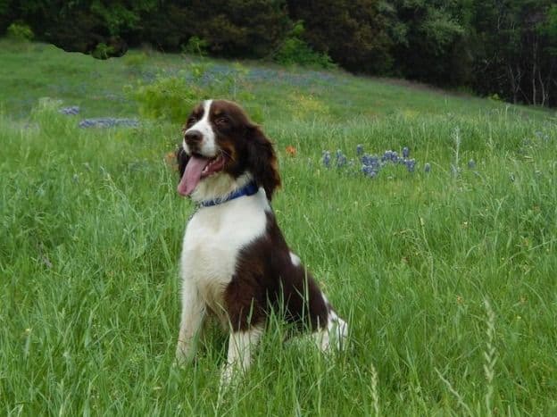 English Springer Spaniel Puppies breeder image 27