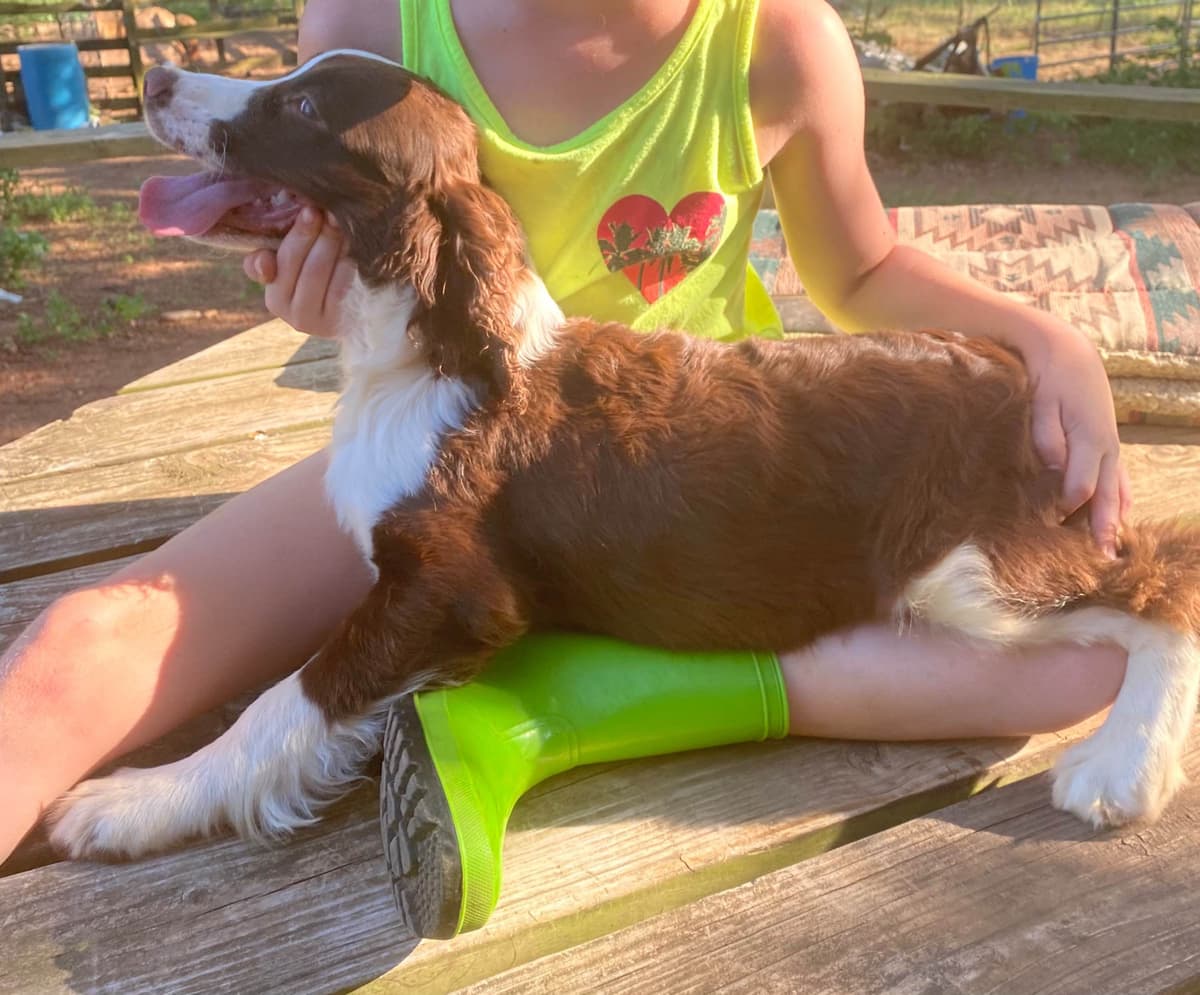 English Springer Spaniel Puppies breeder image 28