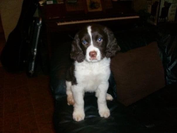 English Springer Spaniel Puppies breeder image 29