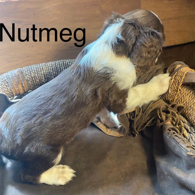 English Springer Spaniel Puppies media 3