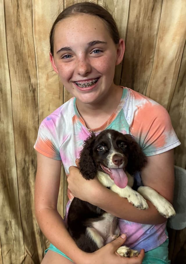 English Springer Spaniel Puppies media 4