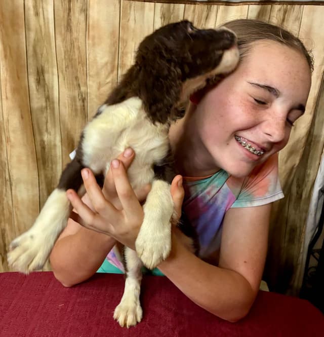 English Springer Spaniel Puppies media 5