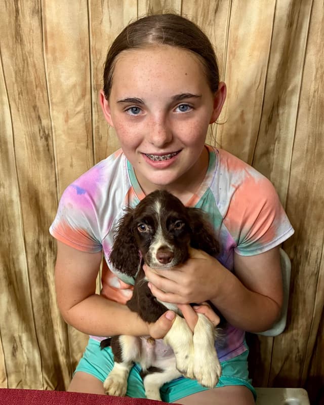 English Springer Spaniel Puppies media 6