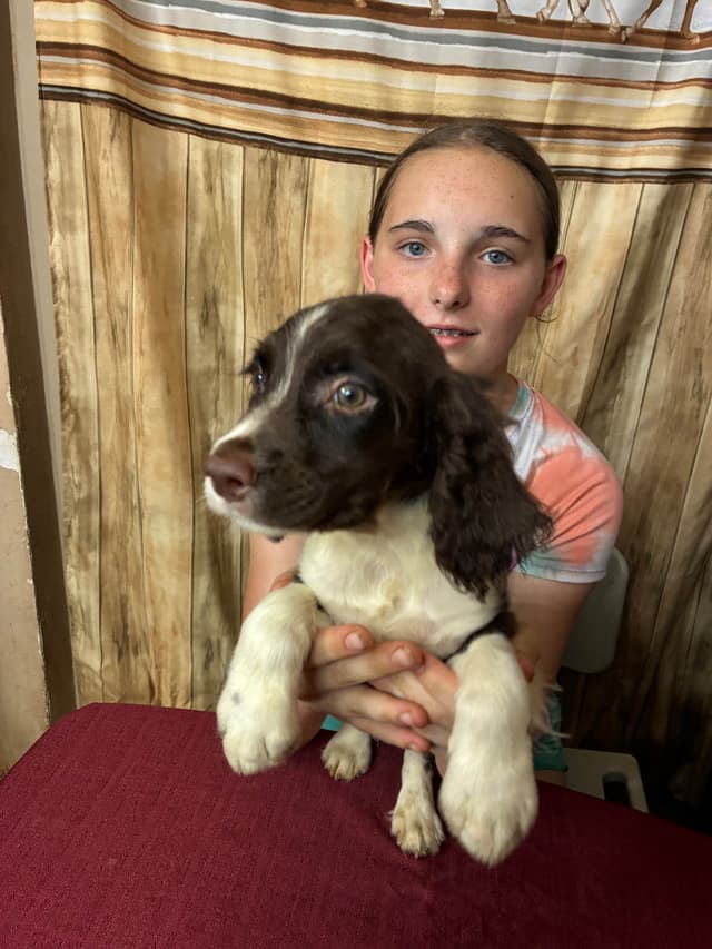 English Springer Spaniel Puppies media 7