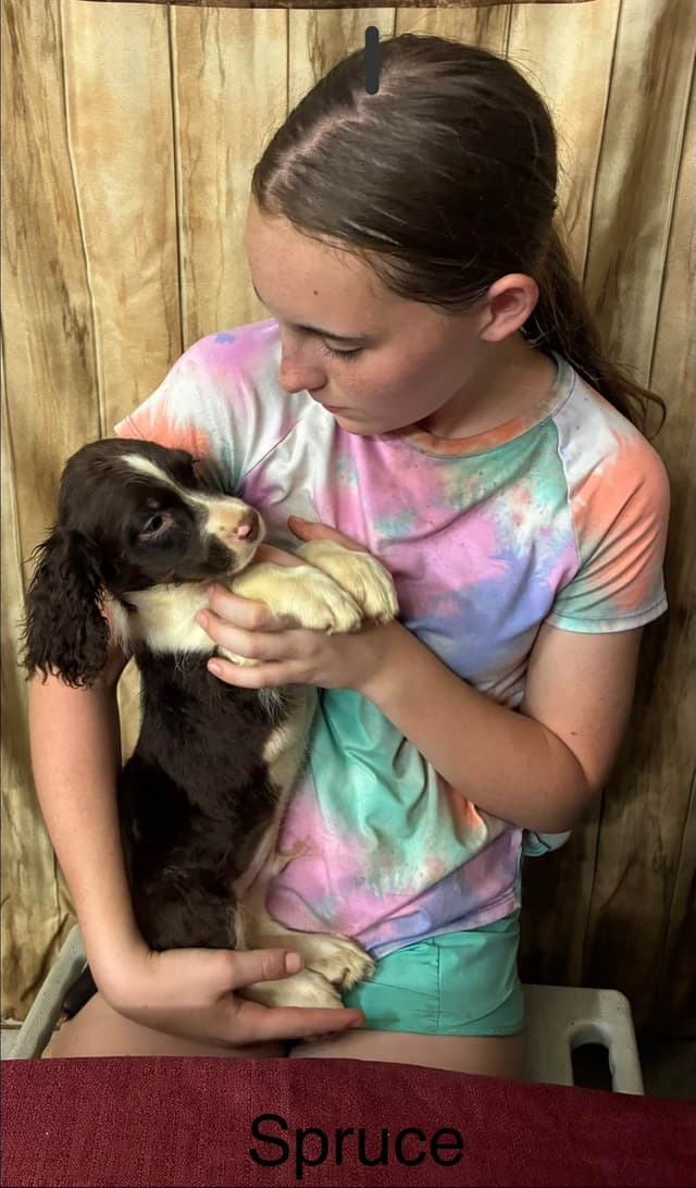 English Springer Spaniel Puppies media 8