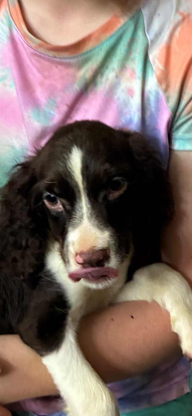 English Springer Spaniel Puppies media 9