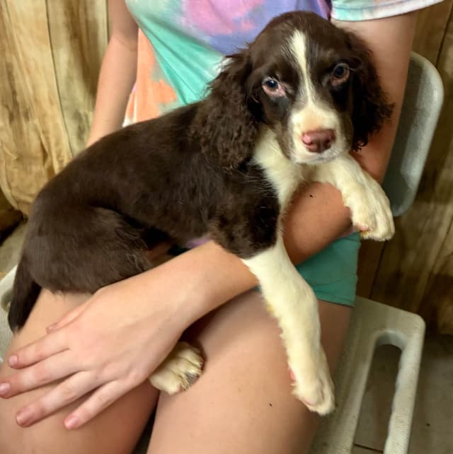 English Springer Spaniel Puppies media 10