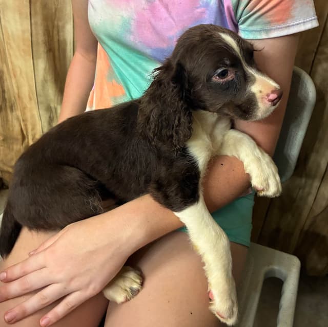 English Springer Spaniel Puppies media 11