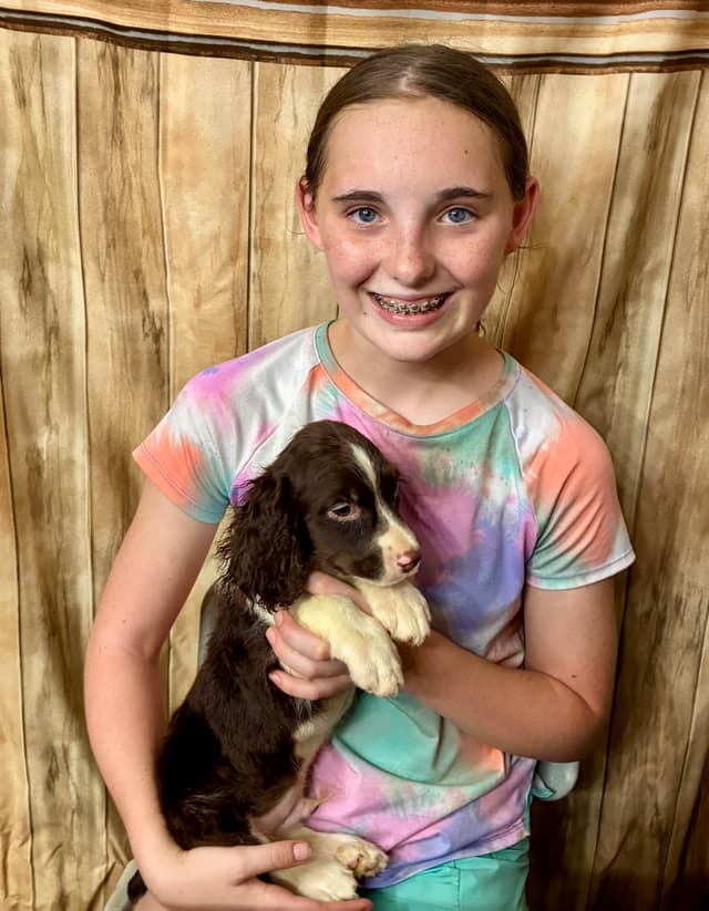 English Springer Spaniel Puppies media 12