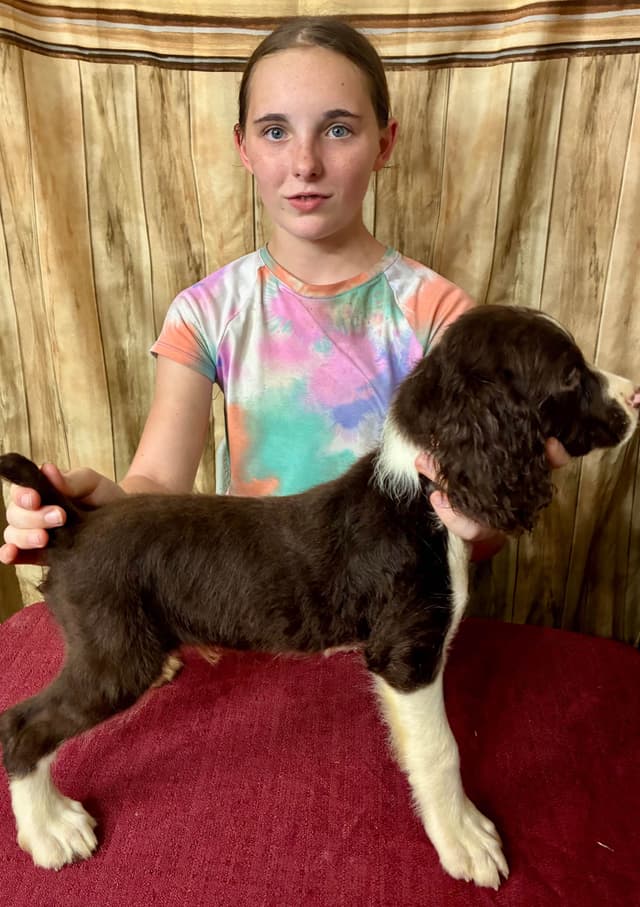 English Springer Spaniel Puppies media 13