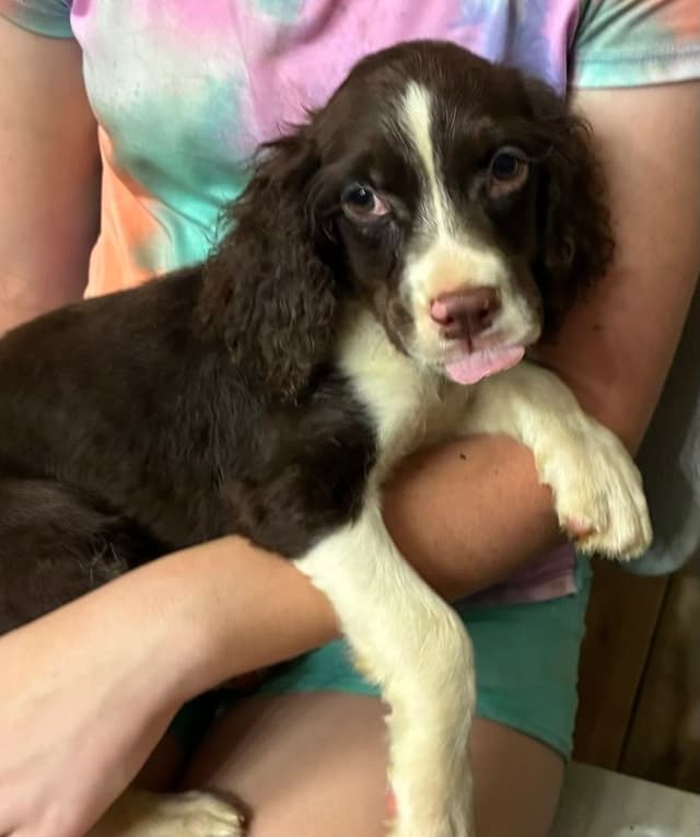 English Springer Spaniel Puppies media 14