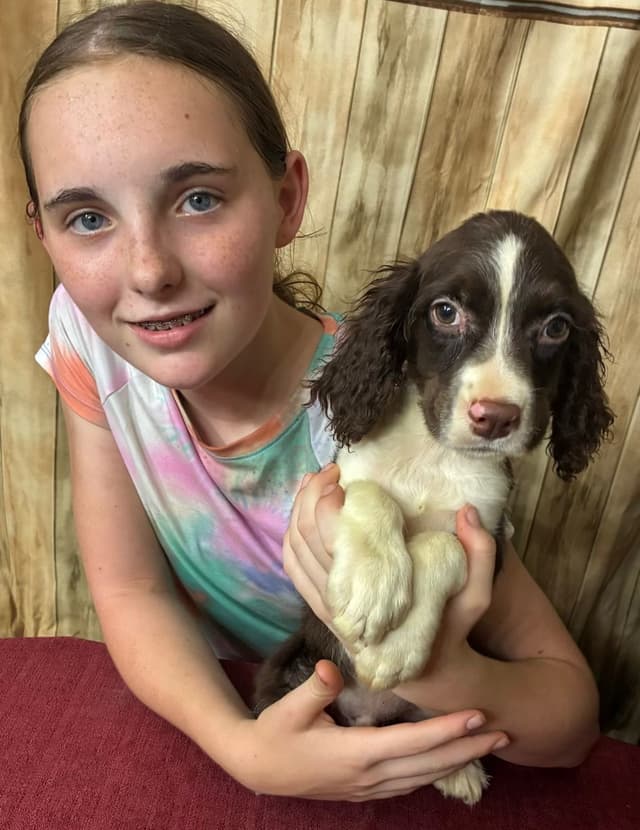 English Springer Spaniel Puppies media 15