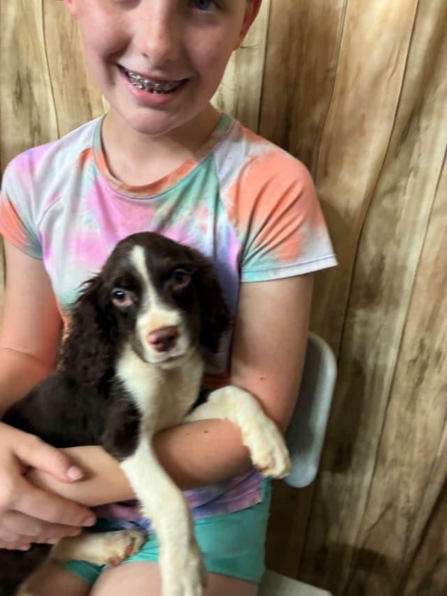 English Springer Spaniel Puppies media 16