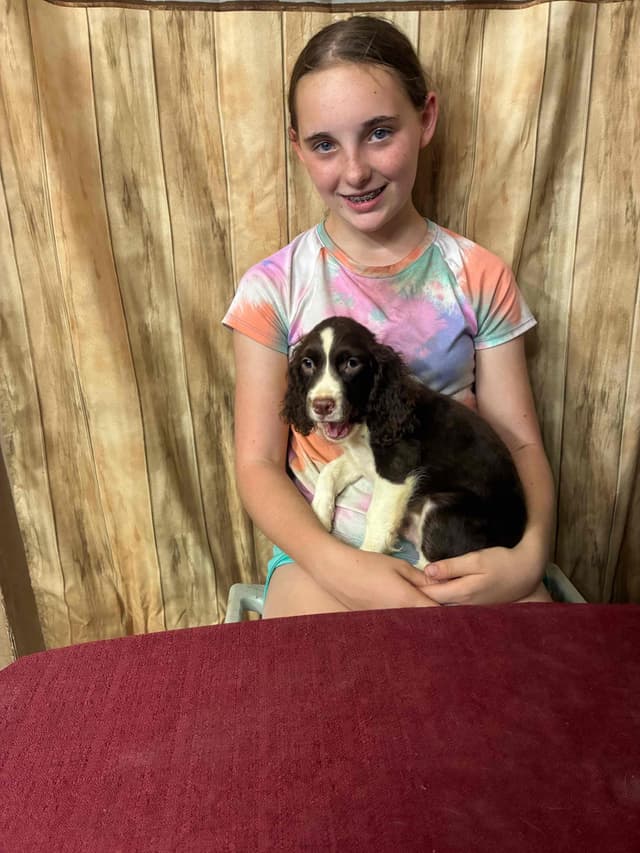 English Springer Spaniel Puppies media 17