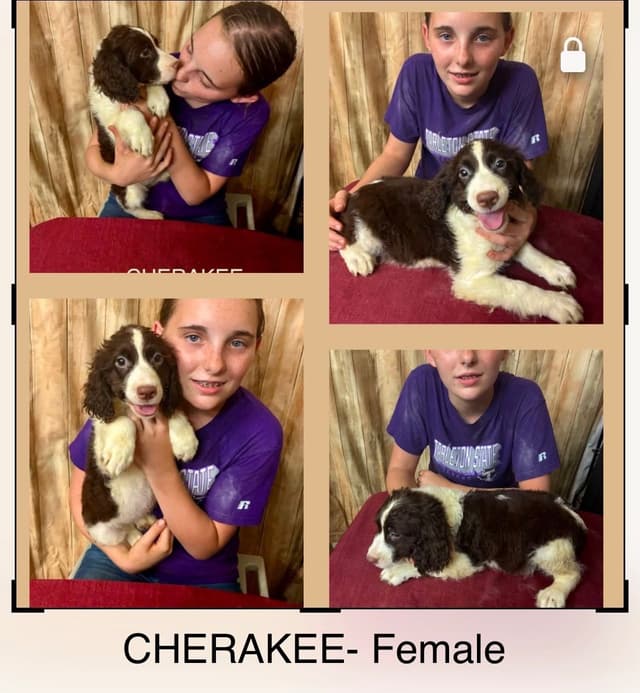 English Springer Spaniel Puppies media 18