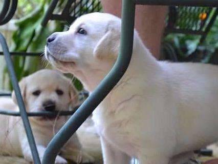Labrador Retriever Puppies breeder image 2