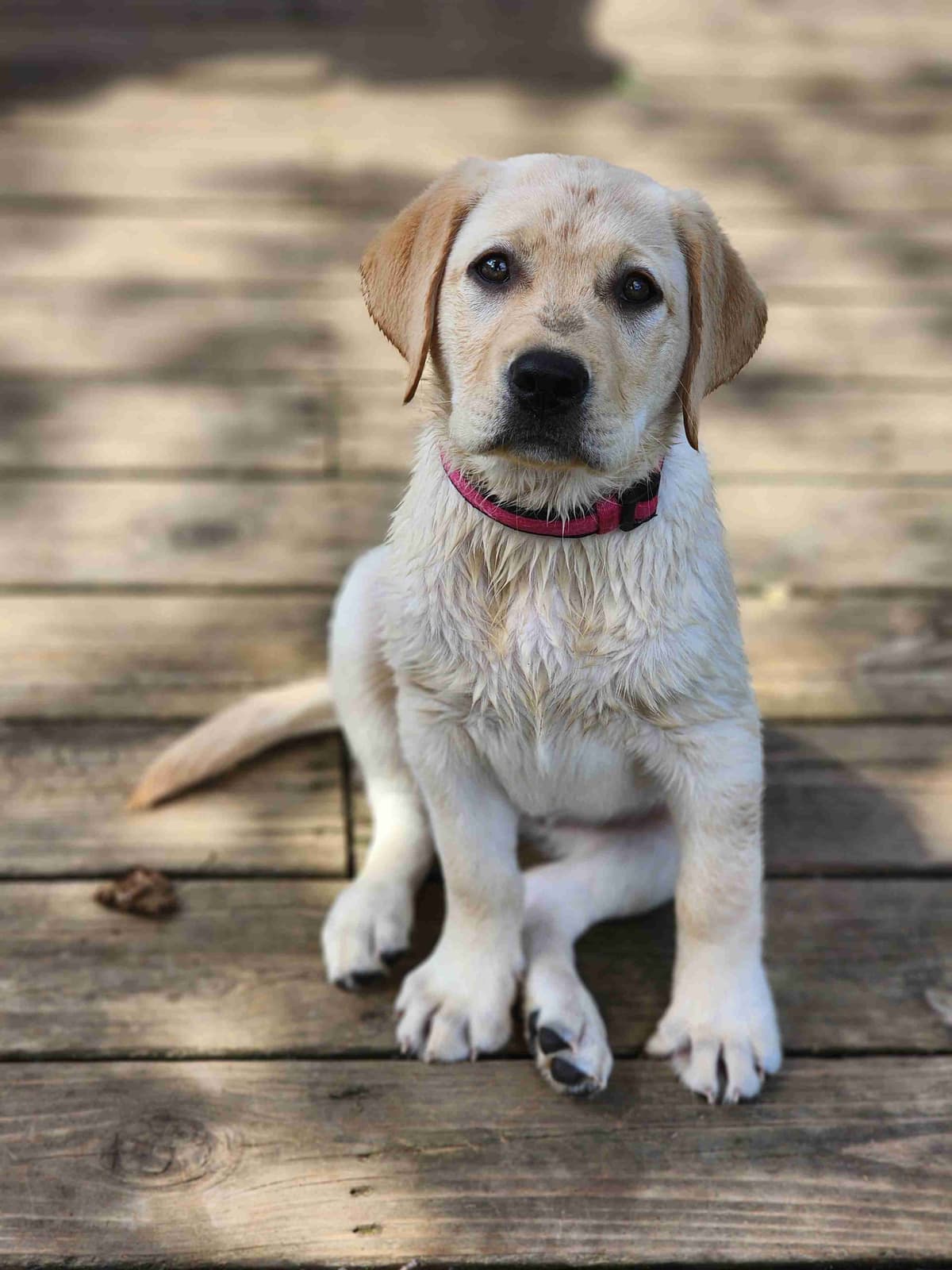 Labrador Retriever Puppies breeder image 16