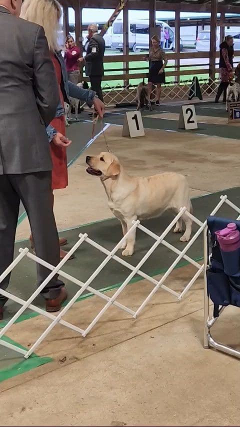 Labrador Retriever Puppies breeder image 18