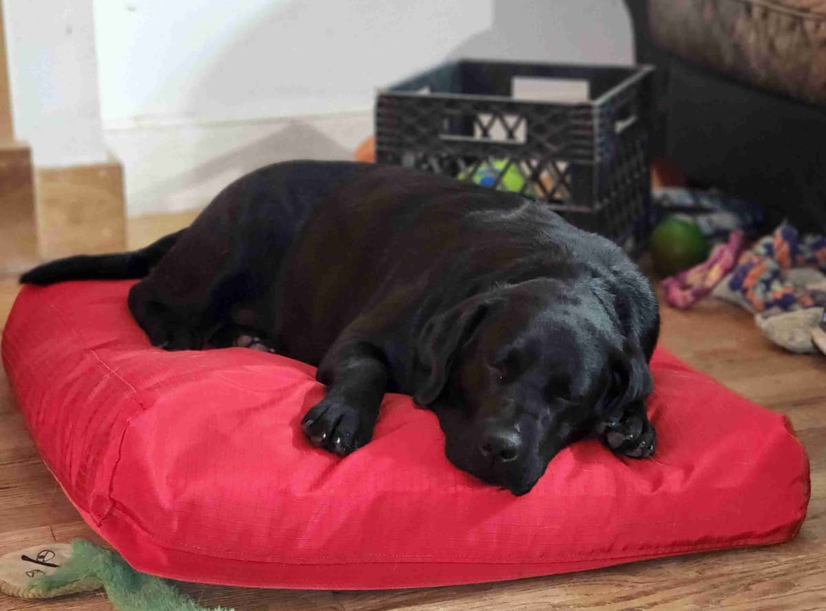 Labrador Retriever Puppies breeder image 22