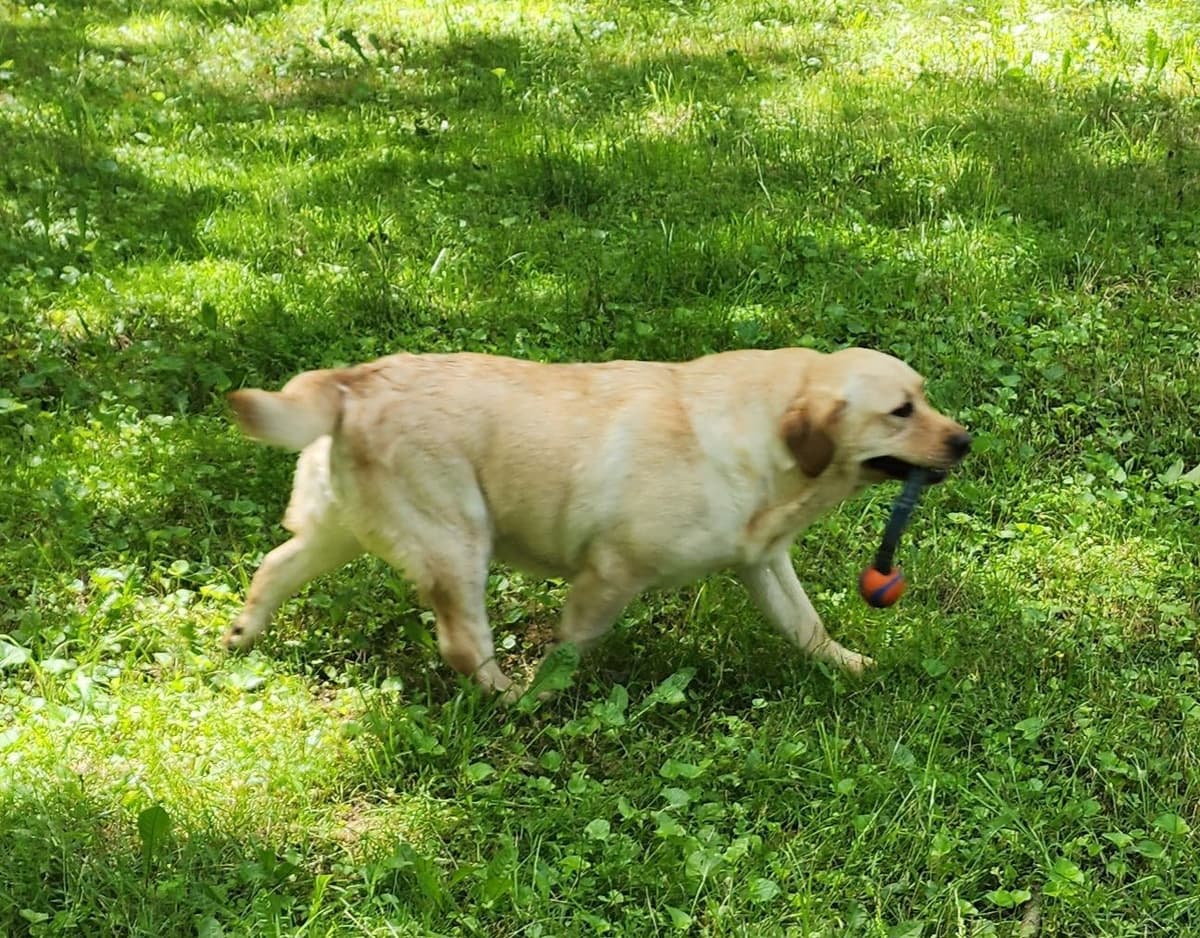 Labrador Retriever Puppies breeder image 19