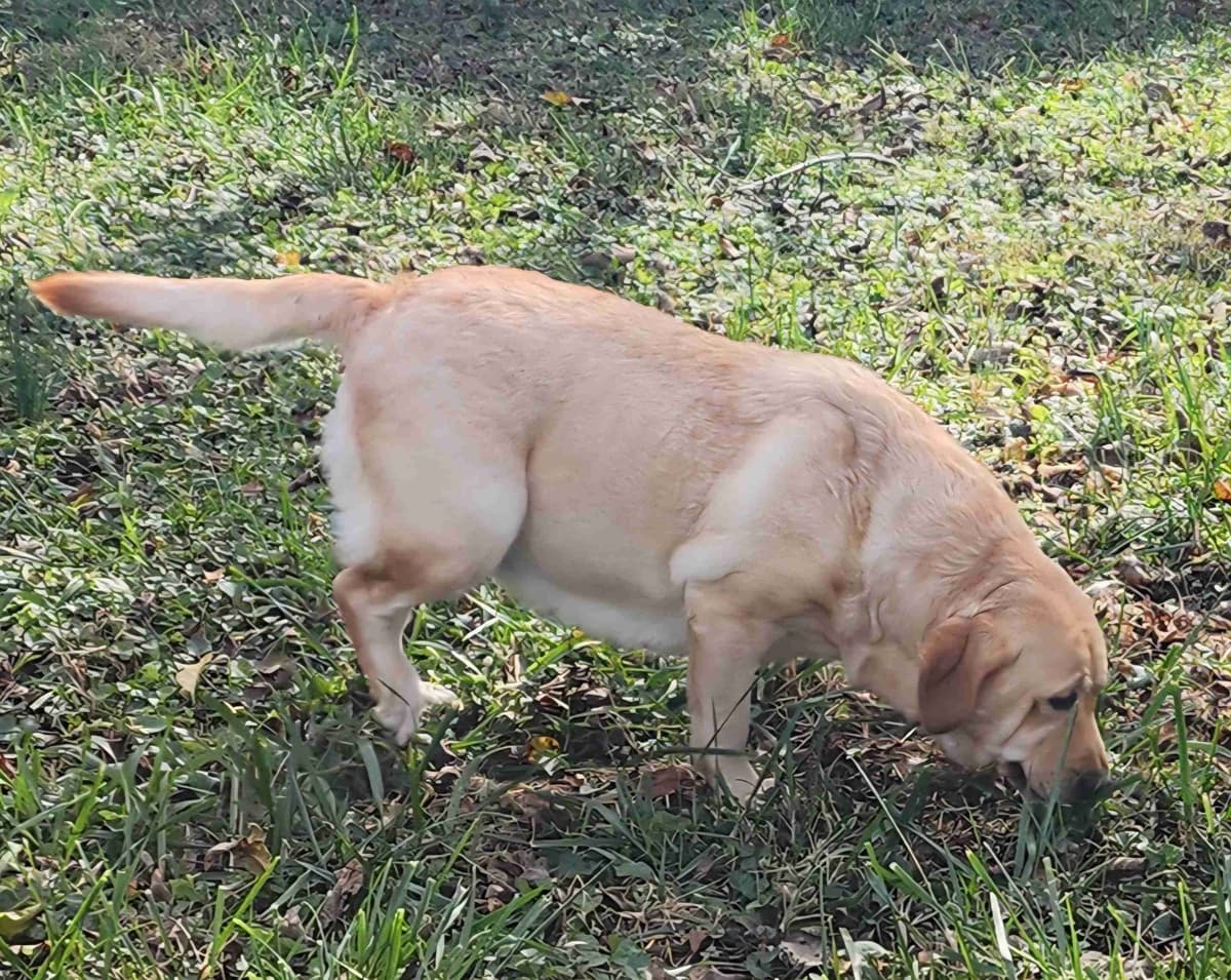 Labrador Retriever Puppies breeder image 23