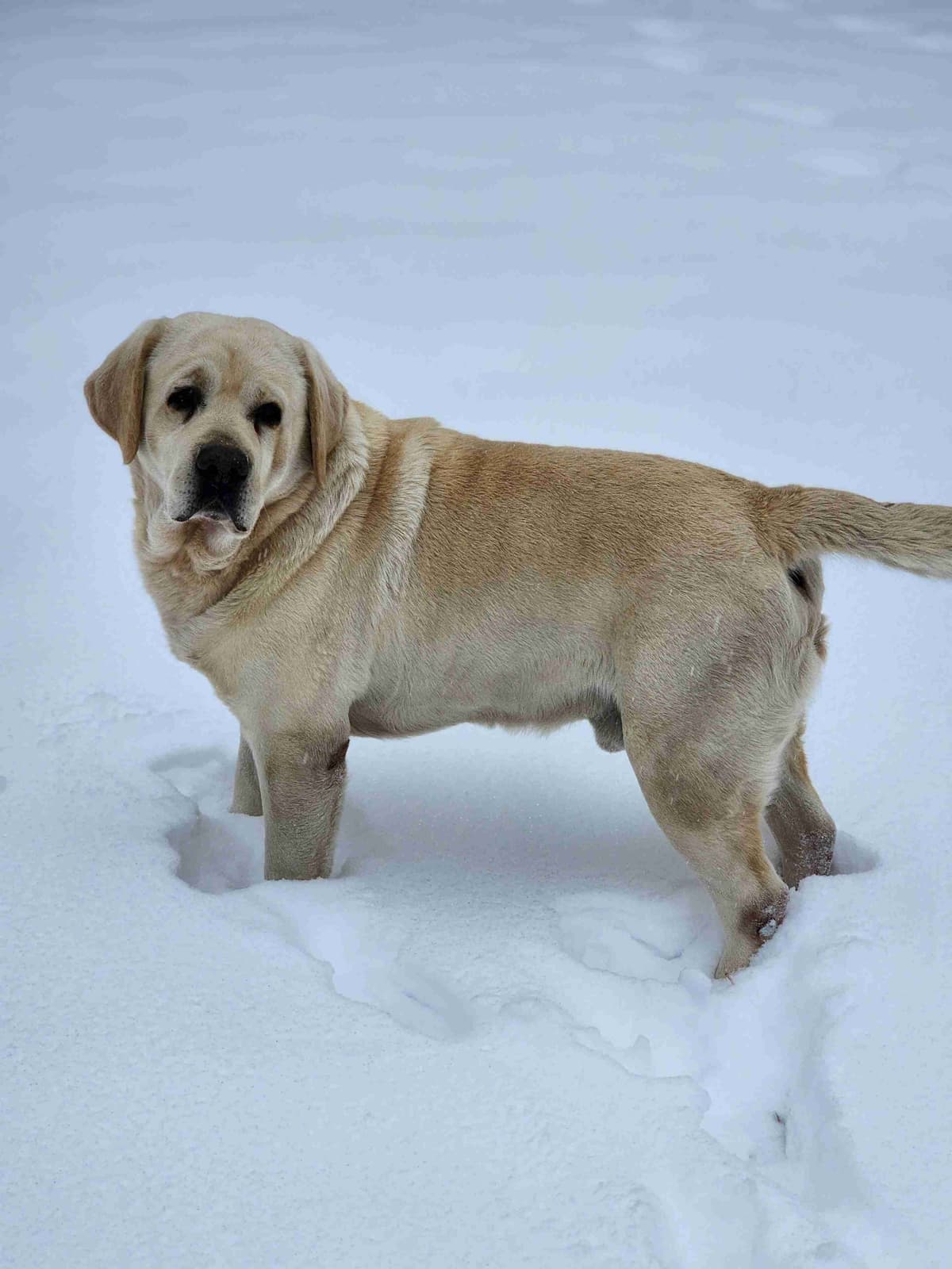 Labrador Retriever Puppies breeder image 21