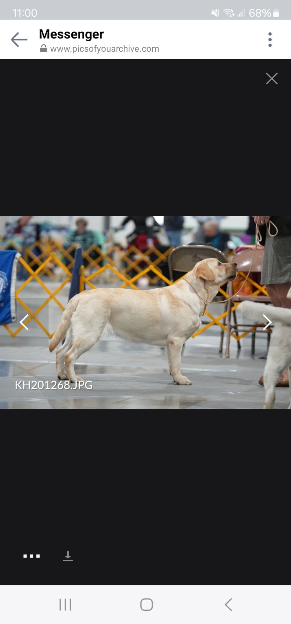 Labrador Retriever Puppies breeder image 24