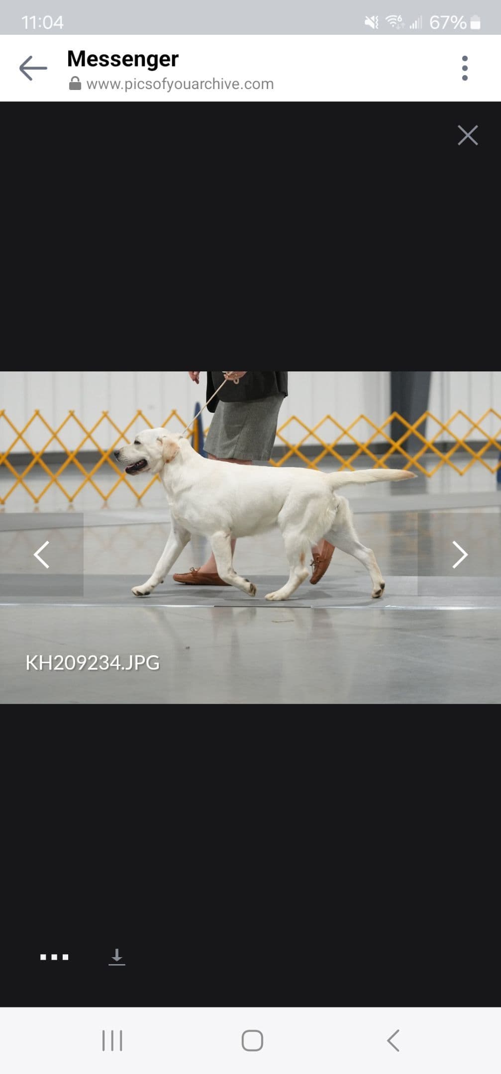 Labrador Retriever Puppies breeder image 25