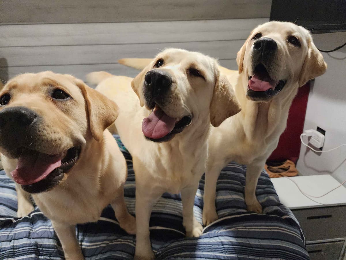 Labrador Retriever Puppies breeder image 26