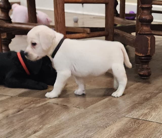 Labrador Retriever Puppies media 20