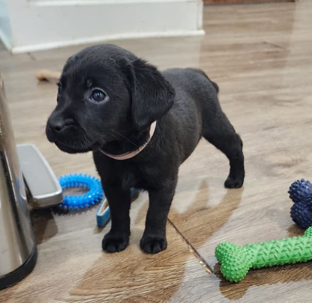 Labrador Retriever Puppies media 12