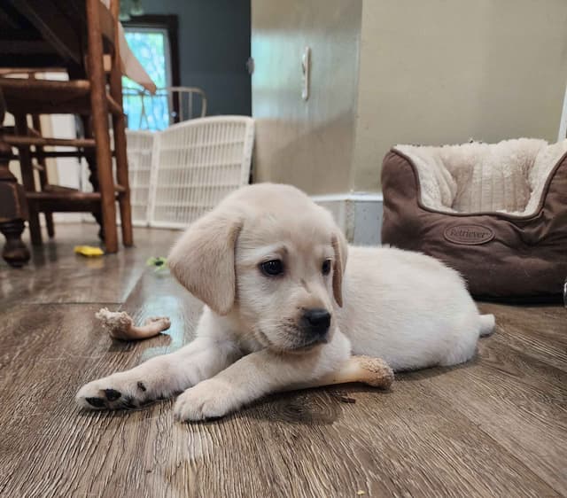 Labrador Retriever Puppies media 13