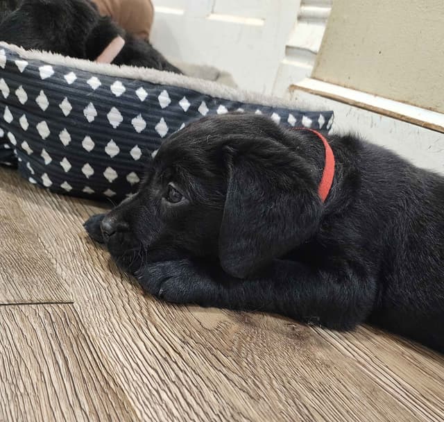 Labrador Retriever Puppies media 16