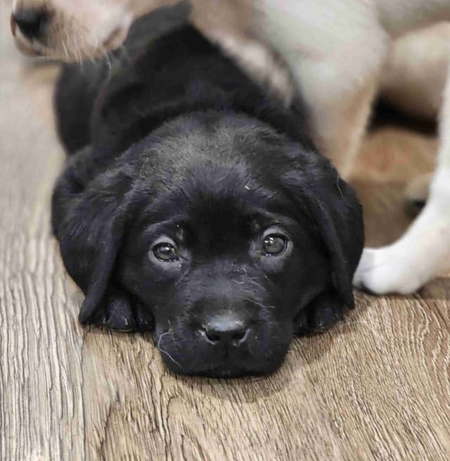 Labrador Retriever Puppies media 14