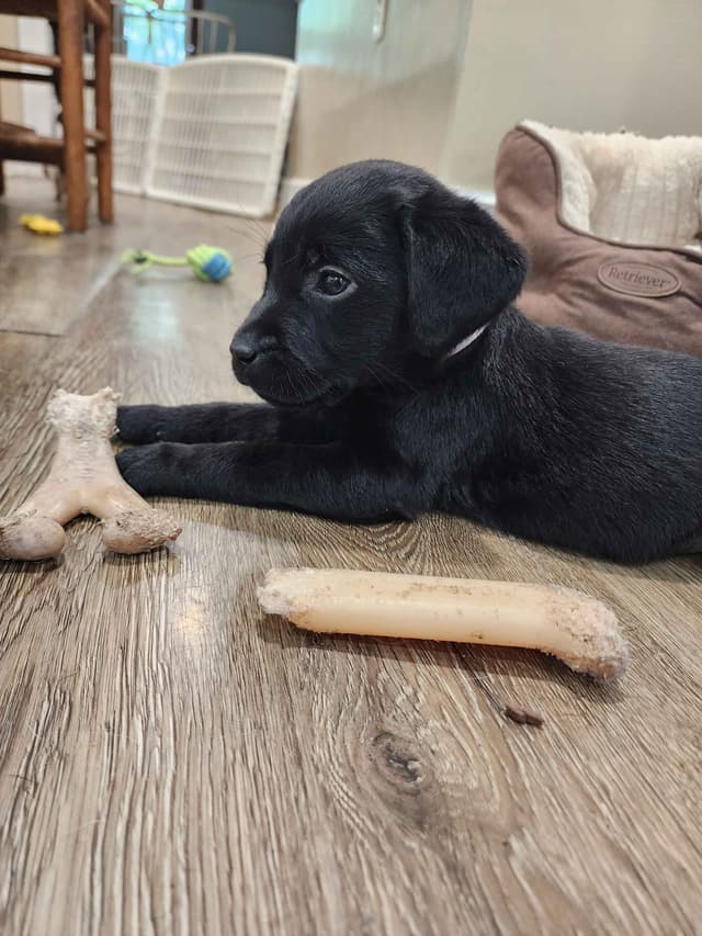 Labrador Retriever Puppies media 19