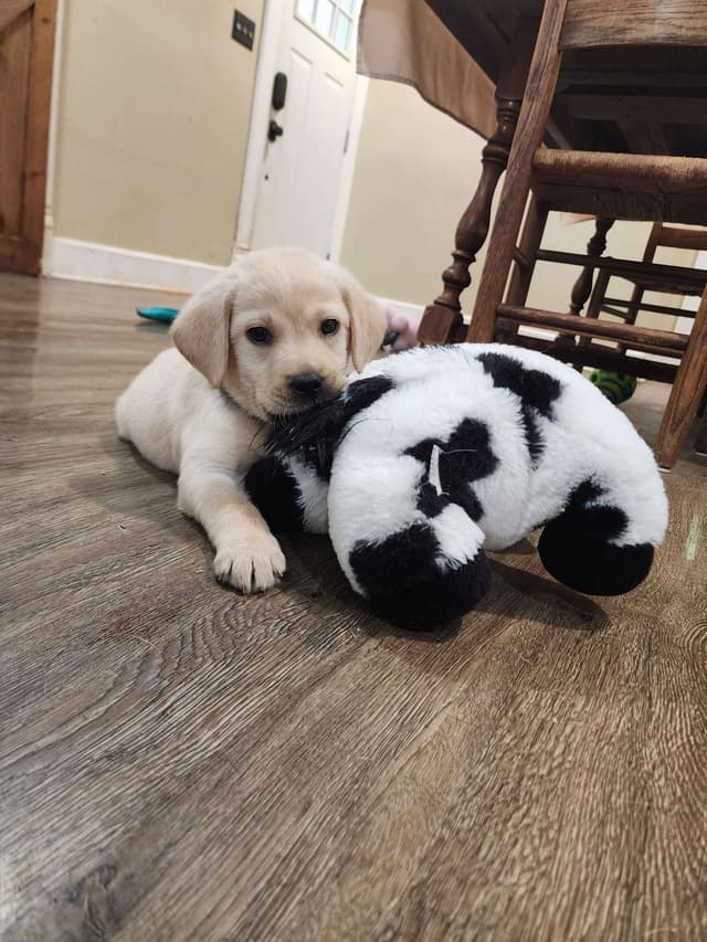 Labrador Retriever Puppies media 15