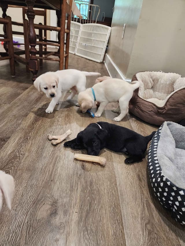 Labrador Retriever Puppies media 17