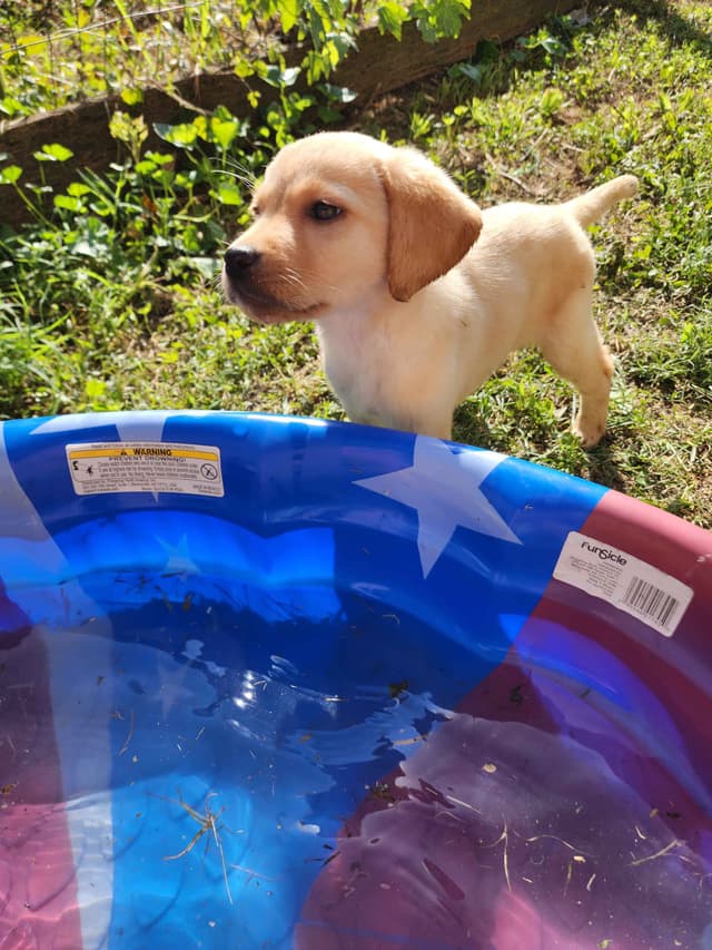 Labrador Retriever Puppies media 2