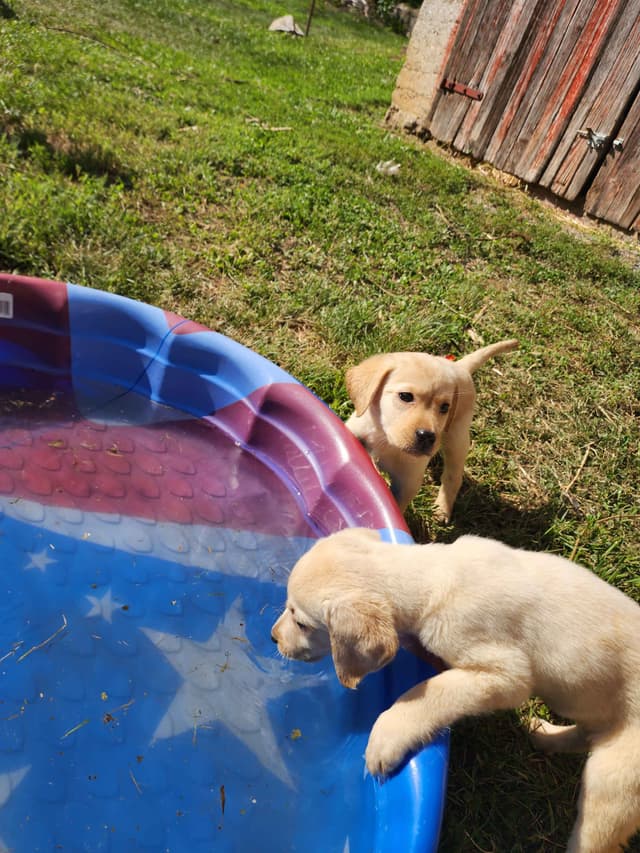 Labrador Retriever Puppies media 3
