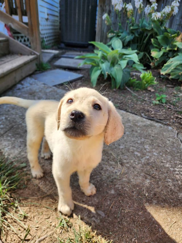 Labrador Retriever Puppies media 4