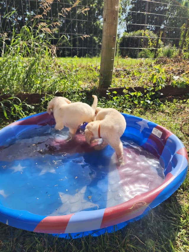 Labrador Retriever Puppies media 5