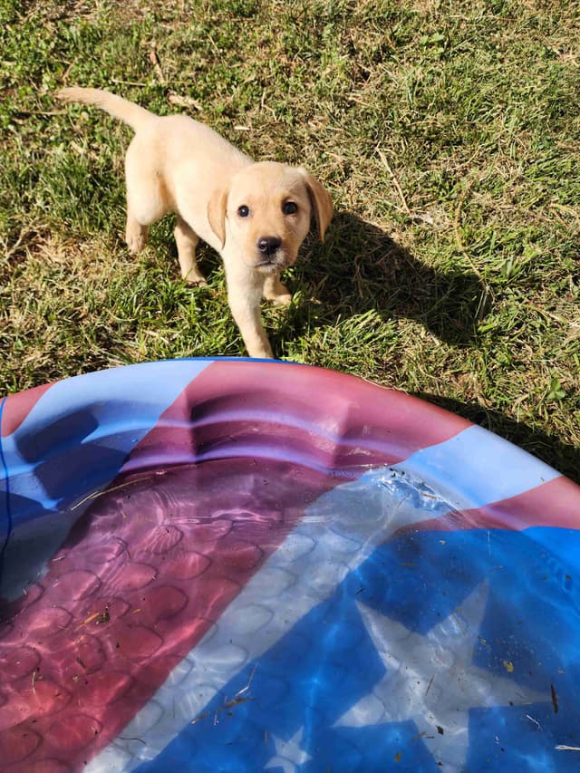 Labrador Retriever Puppies media 6