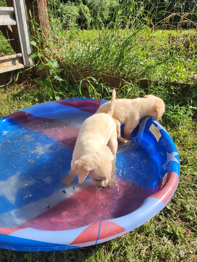 Labrador Retriever Puppies media 7