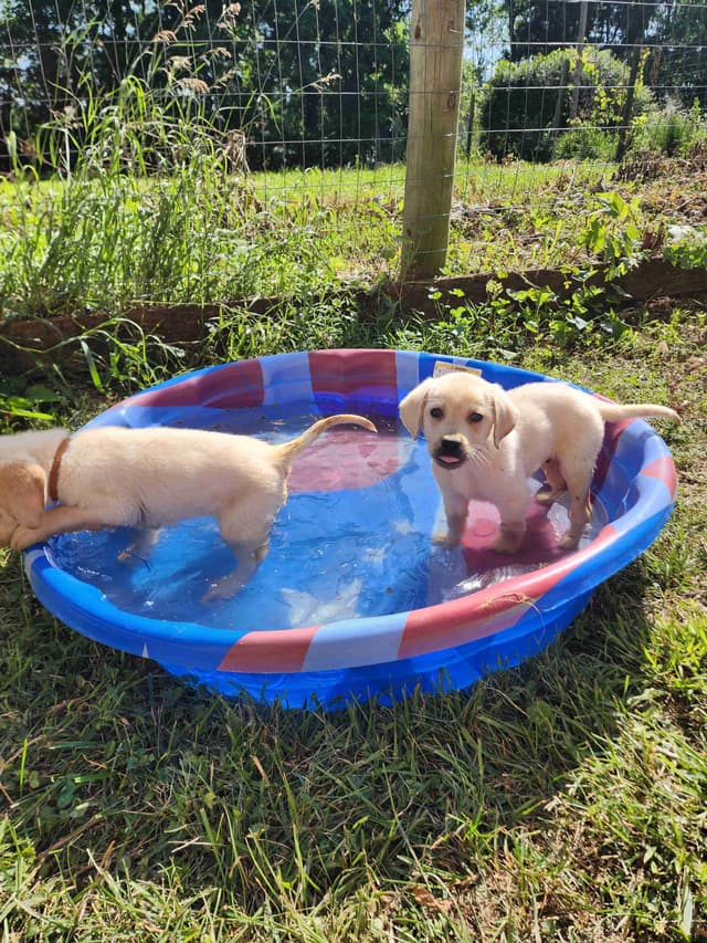 Labrador Retriever Puppies media 8