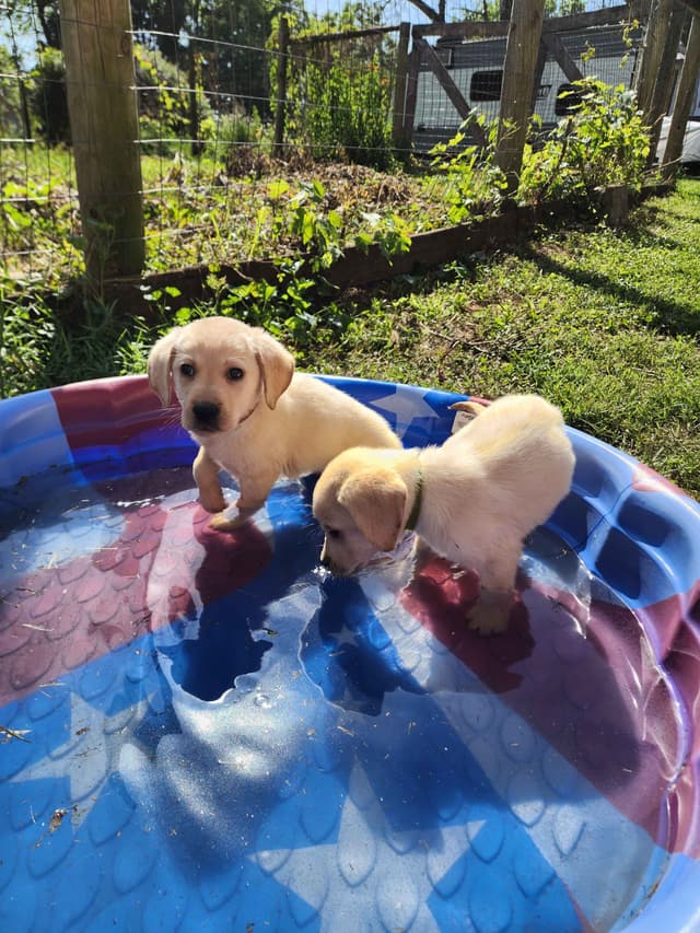 Labrador Retriever Puppies media 10