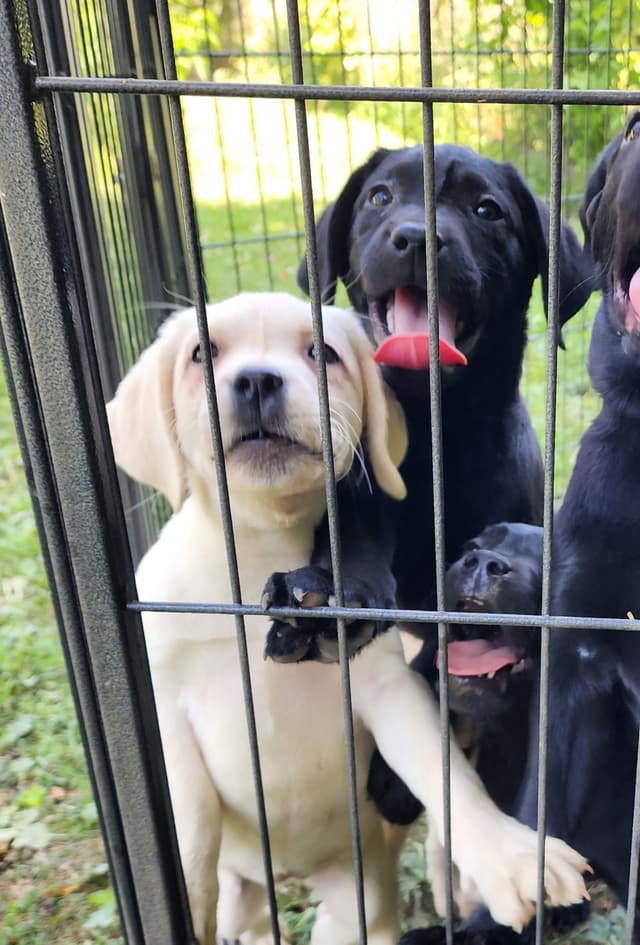 Labrador Retriever Puppies media 11
