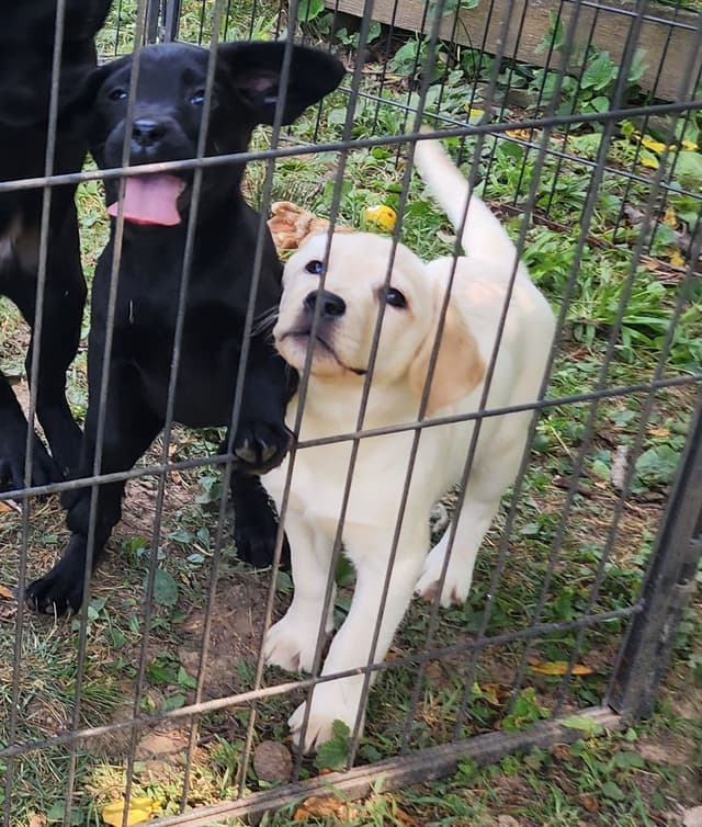 Labrador Retriever Puppies media 7